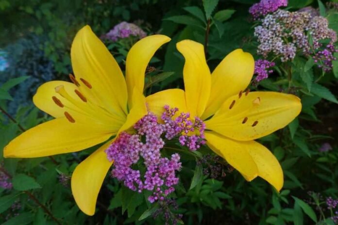 Lillyflower2003 Lillyflower2003